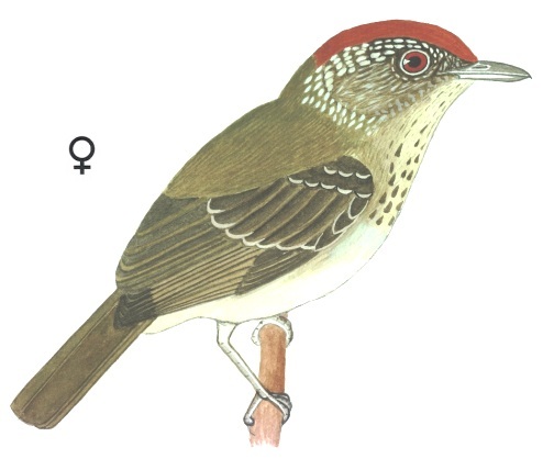 Historical image associated with Spot-breasted Antvireo