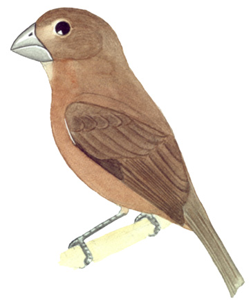 Historical image associated with Lesser Seed-Finch