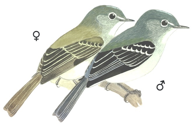 Historical image associated with Gray Elaenia