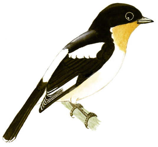 Historical image associated with White-rumped Tanager