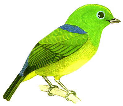 Historical image associated with Blue-naped Chlorophonia