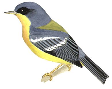 Historical image associated with Tropical Parula