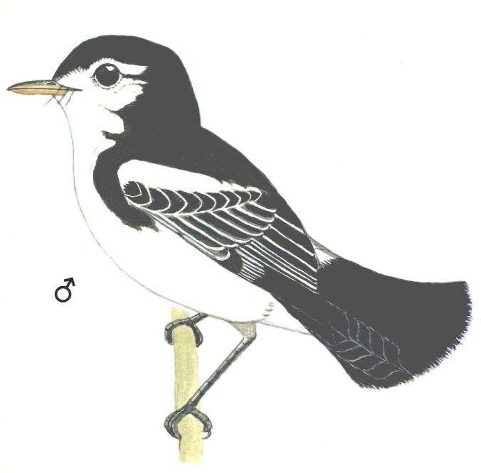 Historical image associated with Cock-tailed Tyrant