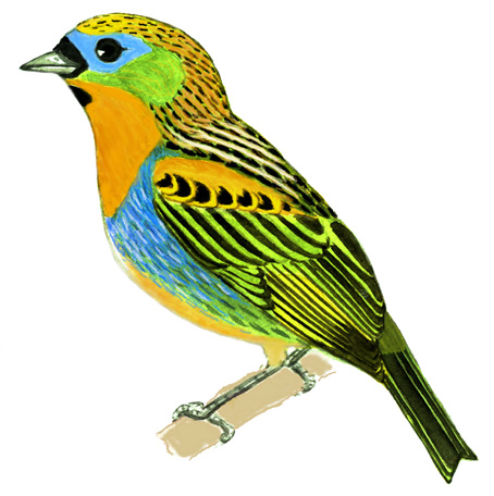 Historical image associated with Brassy-breasted Tanager