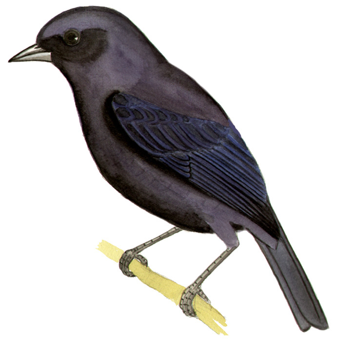 Historical image associated with Shiny Cowbird