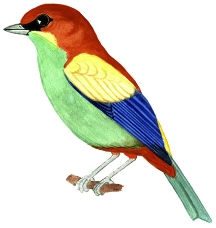 Historical image associated with Chestnut-backed Tanager