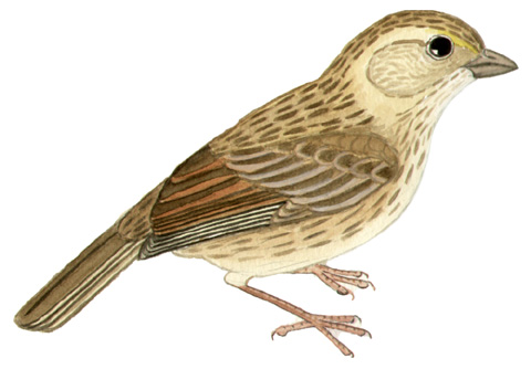 Historical image associated with Grassland Sparrow