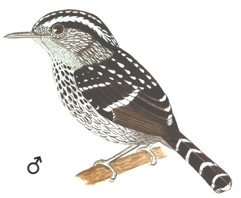 Historical image associated with Scaled Antbird