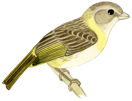 Historical image associated with Saffron Finch