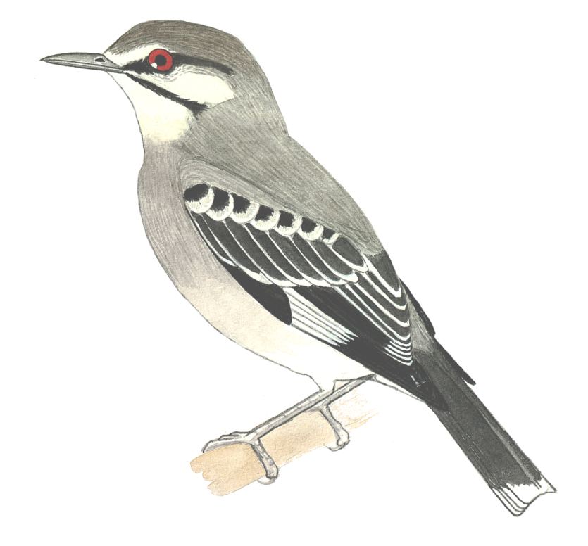 Historical image associated with Gray Monjita
