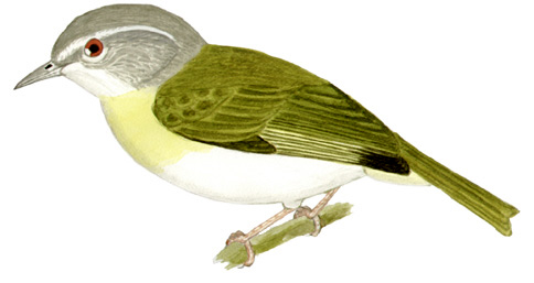 Historical image associated with Lemon-chested Greenlet
