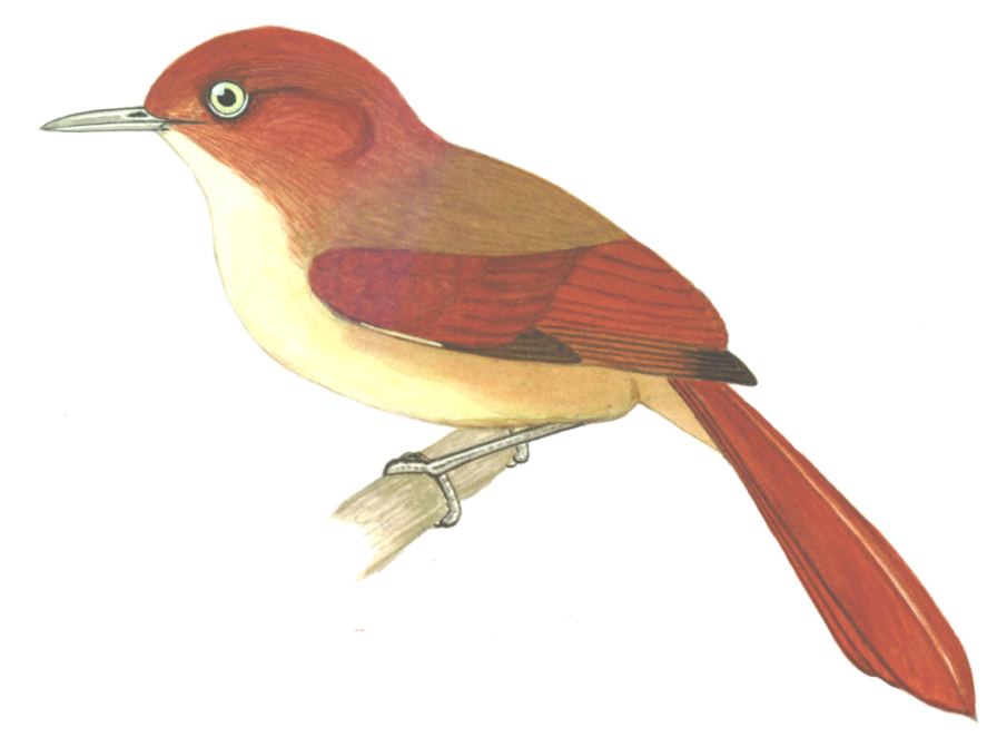 Historical image associated with Chestnut-capped Foliage-gleaner