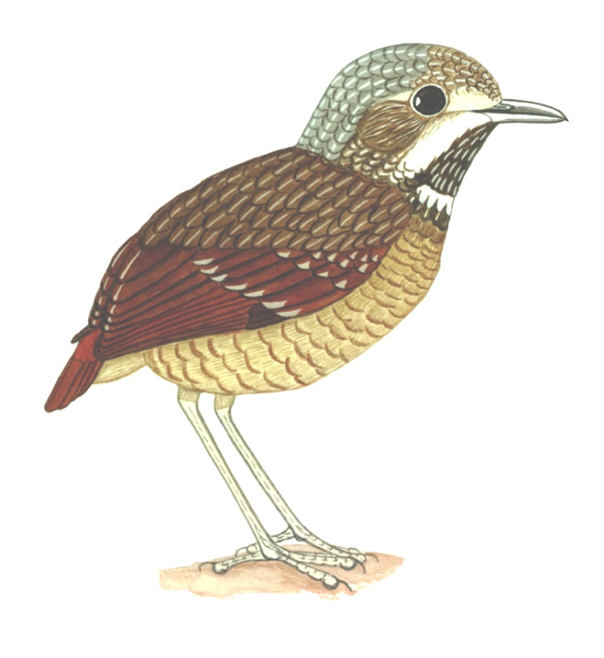 Historical image associated with Variegated Antpitta