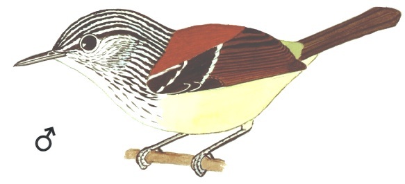 Historical image associated with Streak-capped Antwren