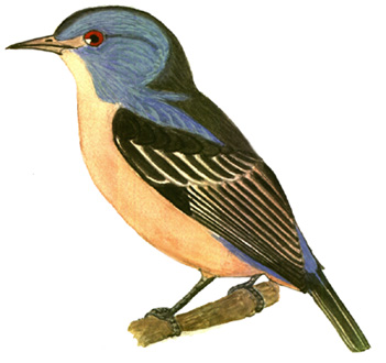 Historical image associated with Black-legged Dacnis