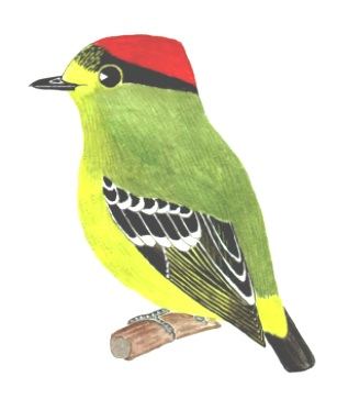 Historical image associated with Kinglet Calyptura