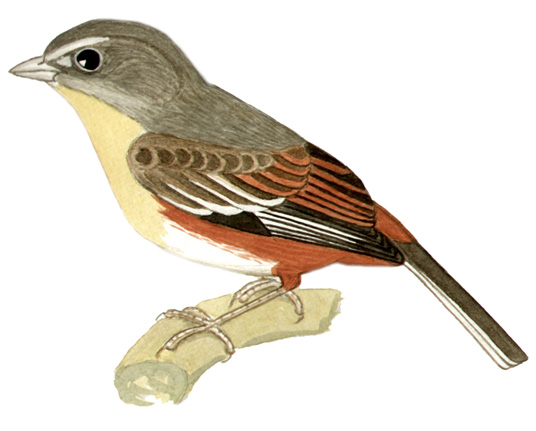 Historical image associated with Red-rumped Warbling-Finch