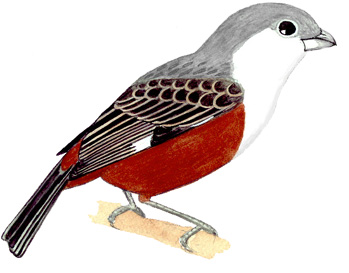 Historical image associated with Marsh Seedeater