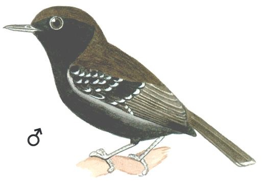 Historical image associated with Restinga Antwren