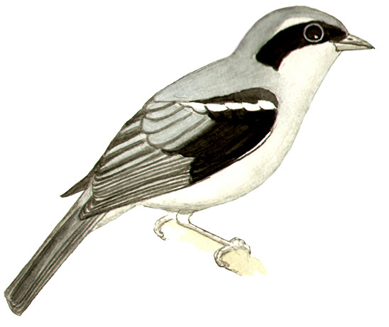 Historical image associated with White-banded Tanager