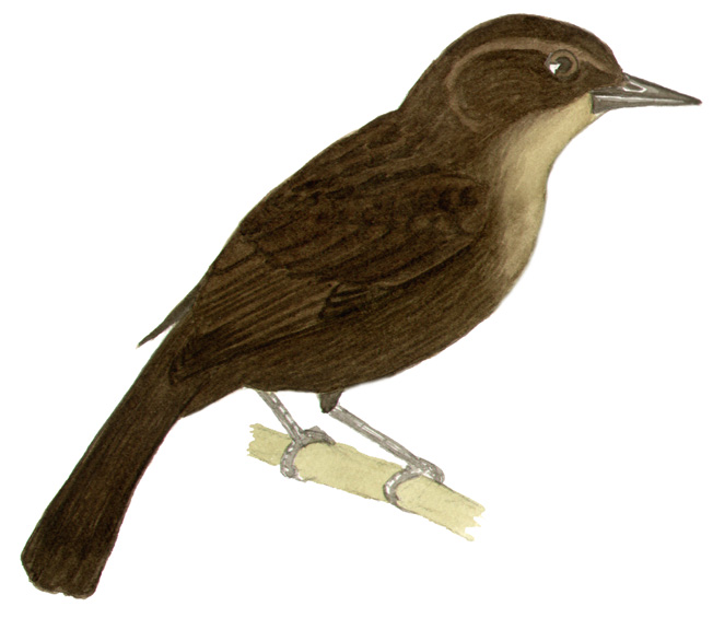 Historical image associated with Unicolored Blackbird