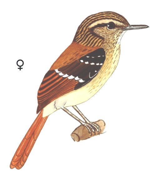 Historical image associated with Rufous-tailed Antbird