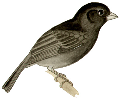Historical image associated with Sooty Grassquit