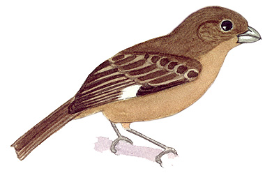 Historical image associated with Capped Seedeater