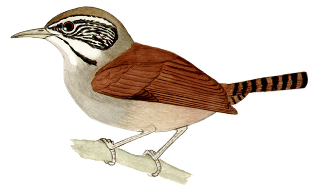 Historical image associated with Moustached Wren