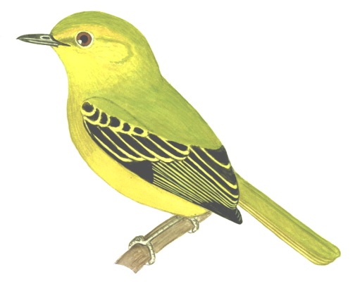Historical image associated with Yellow-breasted Flycatcher
