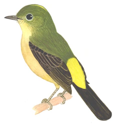 Historical image associated with Black-tailed Flycatcher