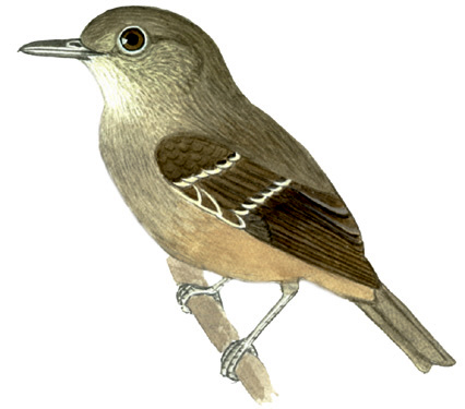 Historical image associated with Plumbeous Antshrike
