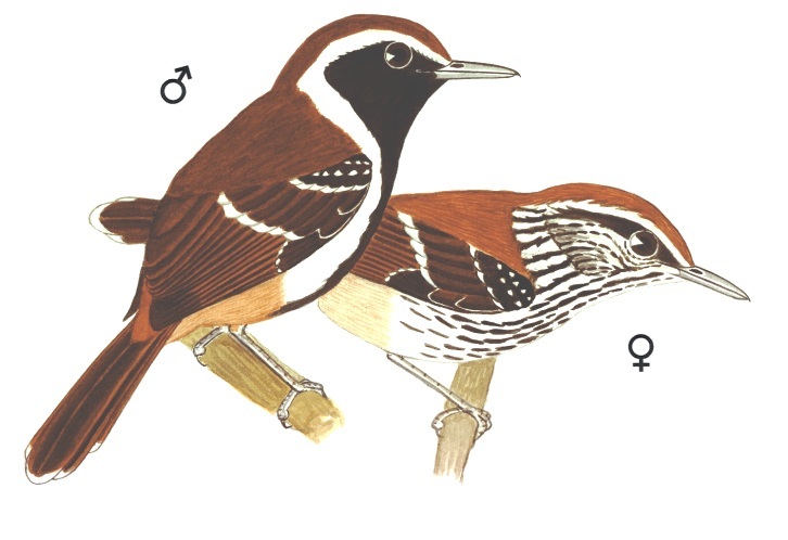 Historical image associated with Rusty-backed Antwren