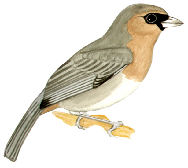 Historical image associated with Cinnamon Tanager