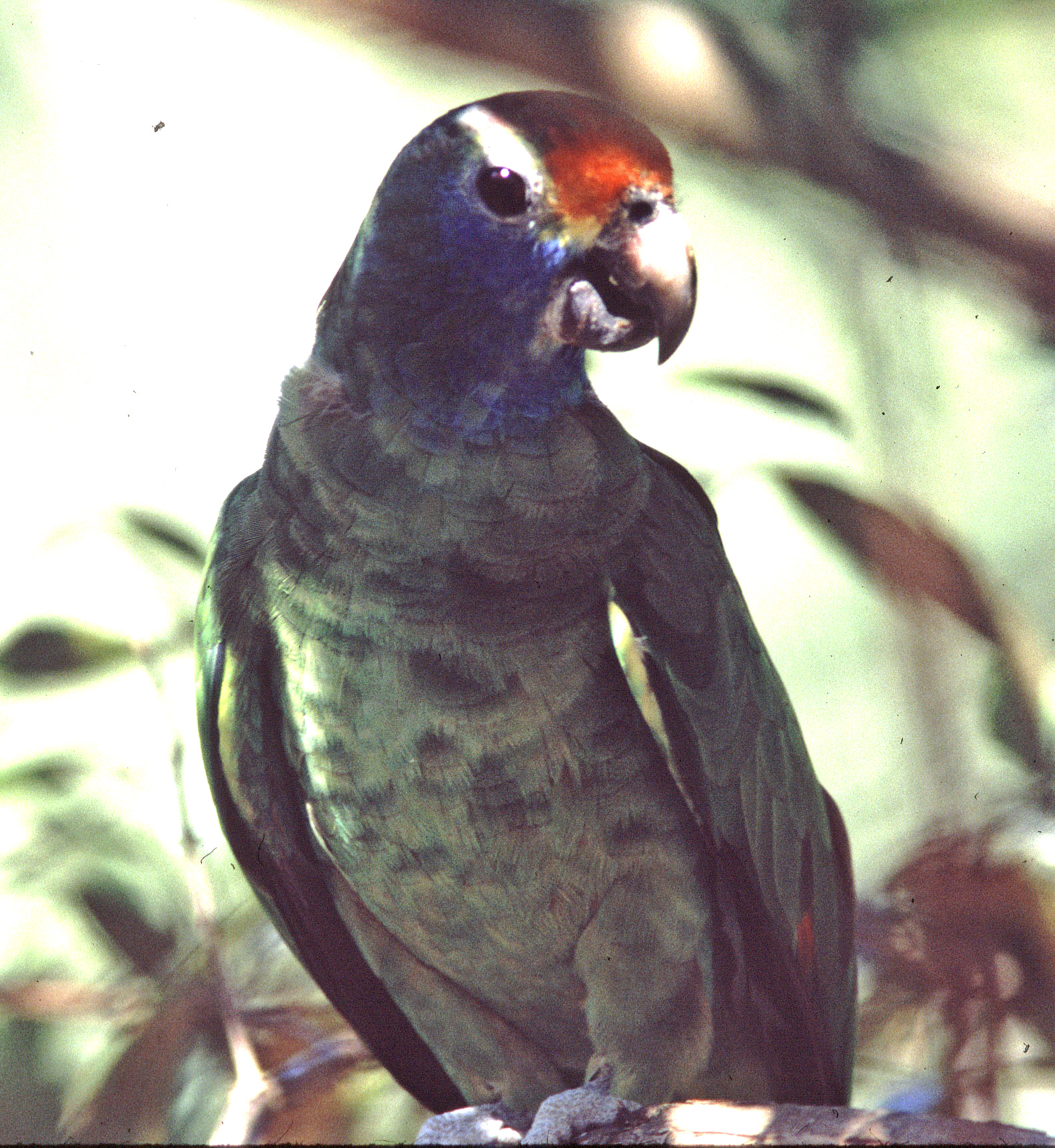 Historical image associated with Red-browed Parrot