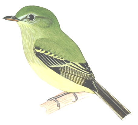Historical image associated with Rough-legged Tyrannulet