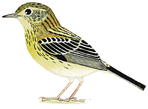 Historical image associated with Ochre-breasted Pipit