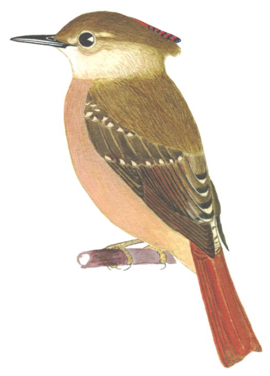 Historical image associated with Royal Flycatcher