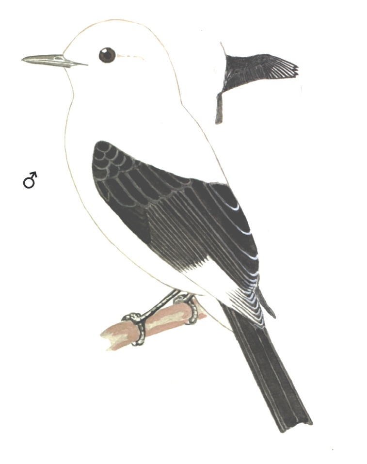 Historical image associated with Black-and-white Monjita