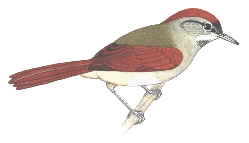 Historical image associated with Sooty-fronted Spinetail