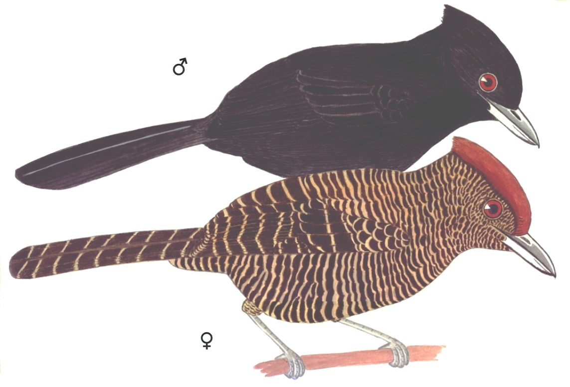 Historical image associated with Tufted Antshrike