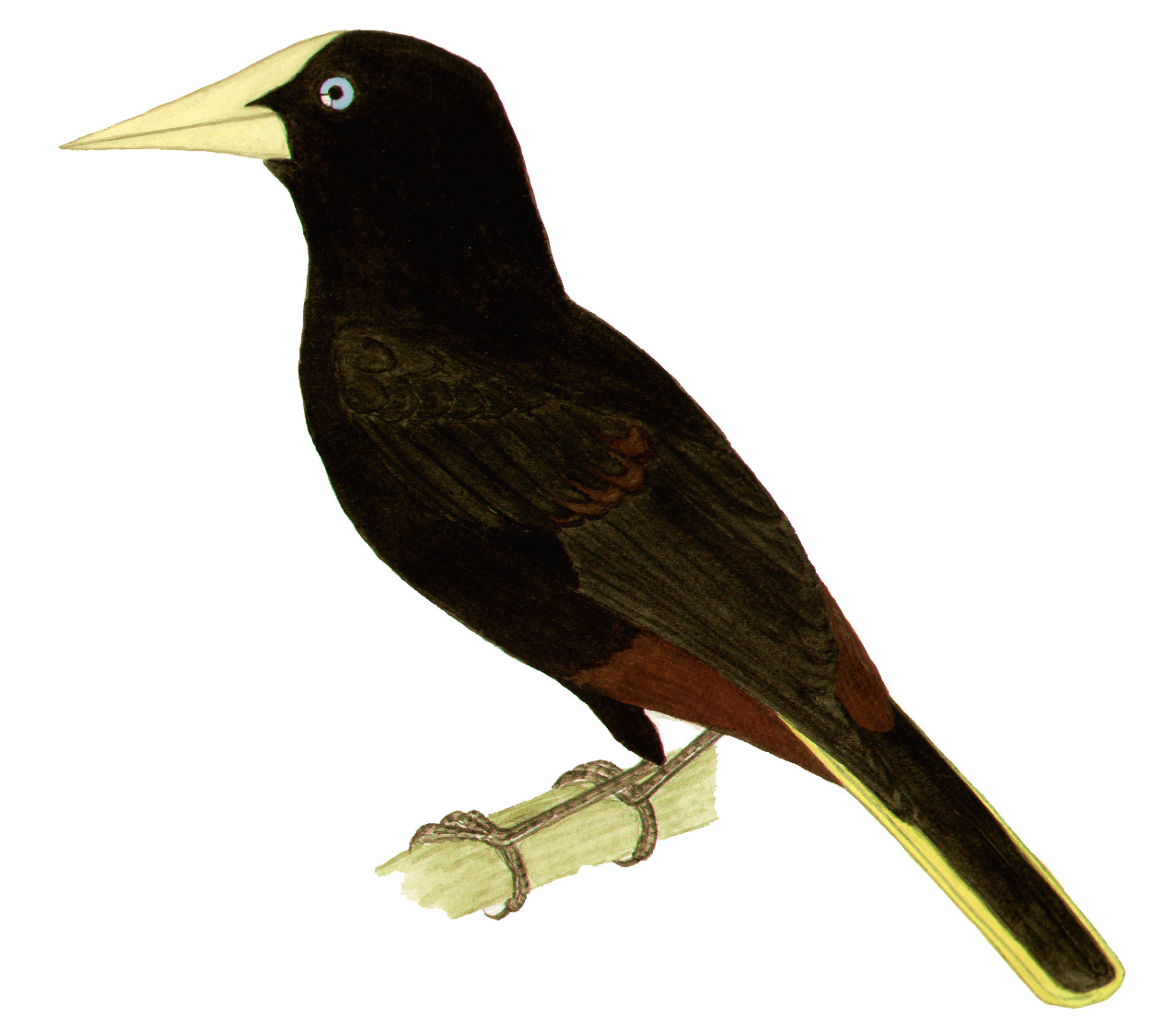 Historical image associated with Crested Oropendola