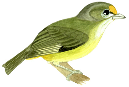 Historical image associated with Orange-bellied Euphonia