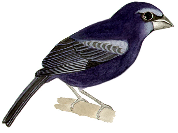 Historical image associated with Ultramarine Grosbeak
