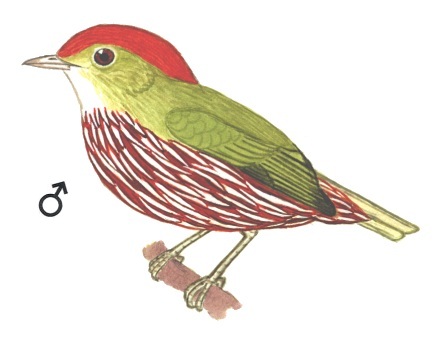 Historical image associated with Striped Manakin