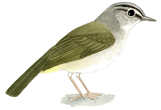 Historical image associated with White-browed Warbler