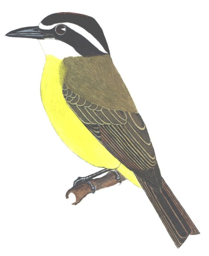 Historical image associated with Boat-billed Flycatcher
