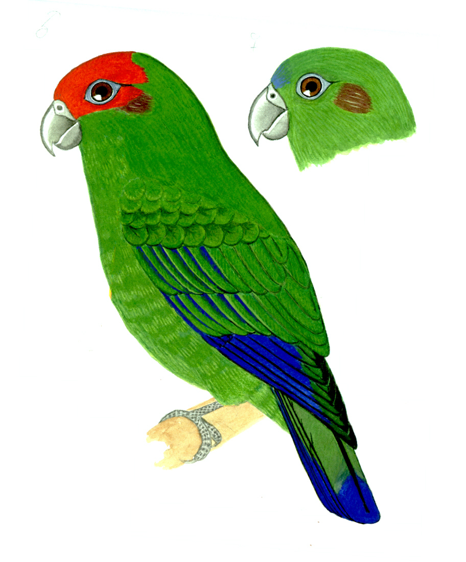 Historical image associated with Pileated Parrot