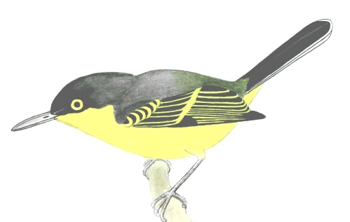 Historical image associated with Common Tody-Flycatcher