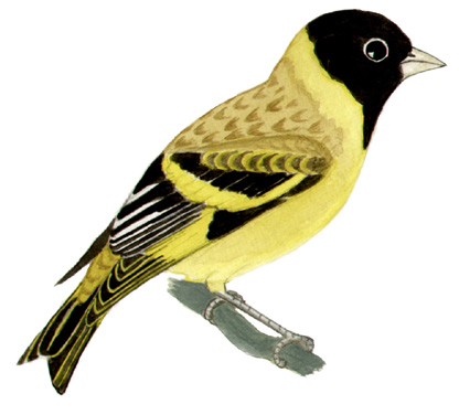 Historical image associated with Hooded Siskin